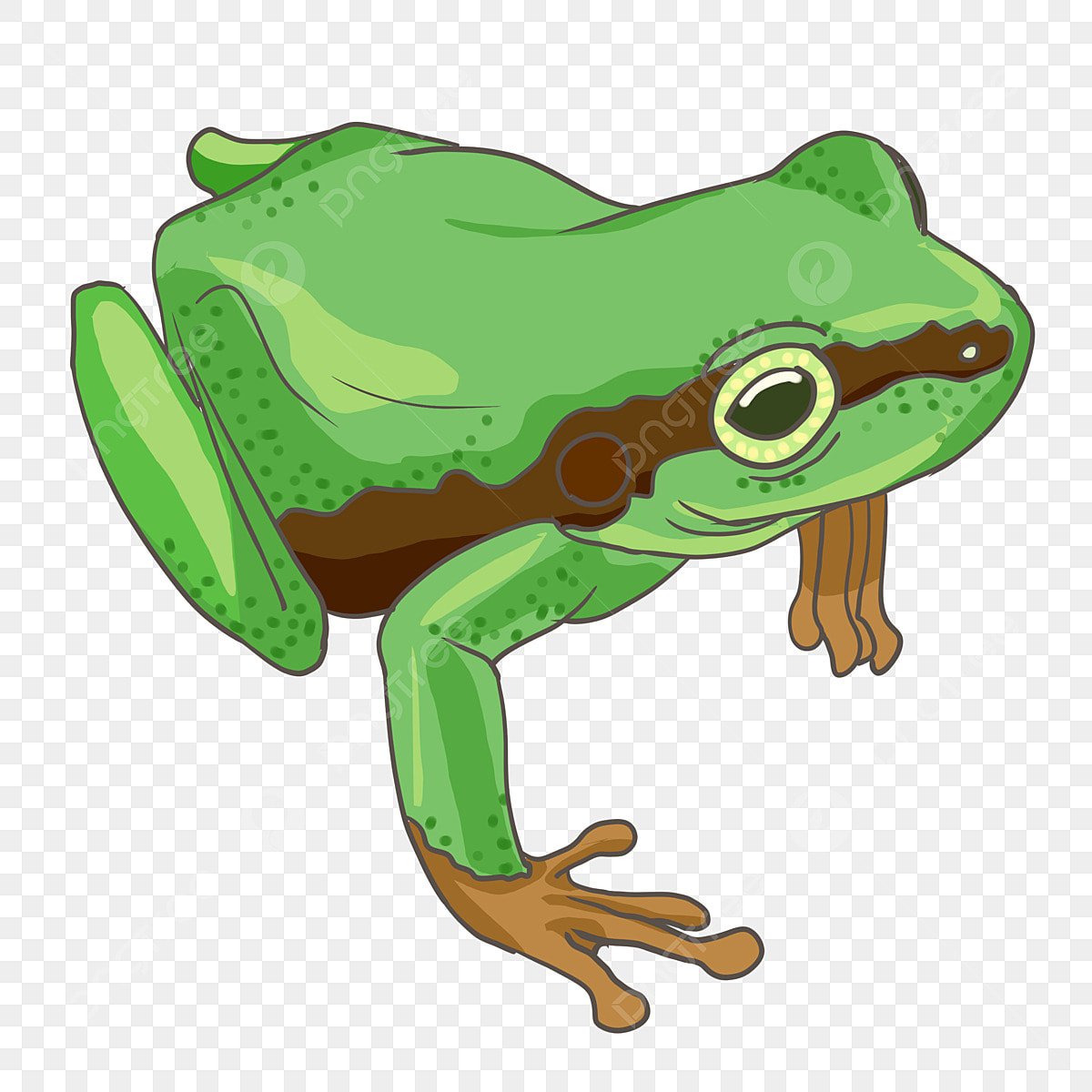 Лягушка рисунок без фона