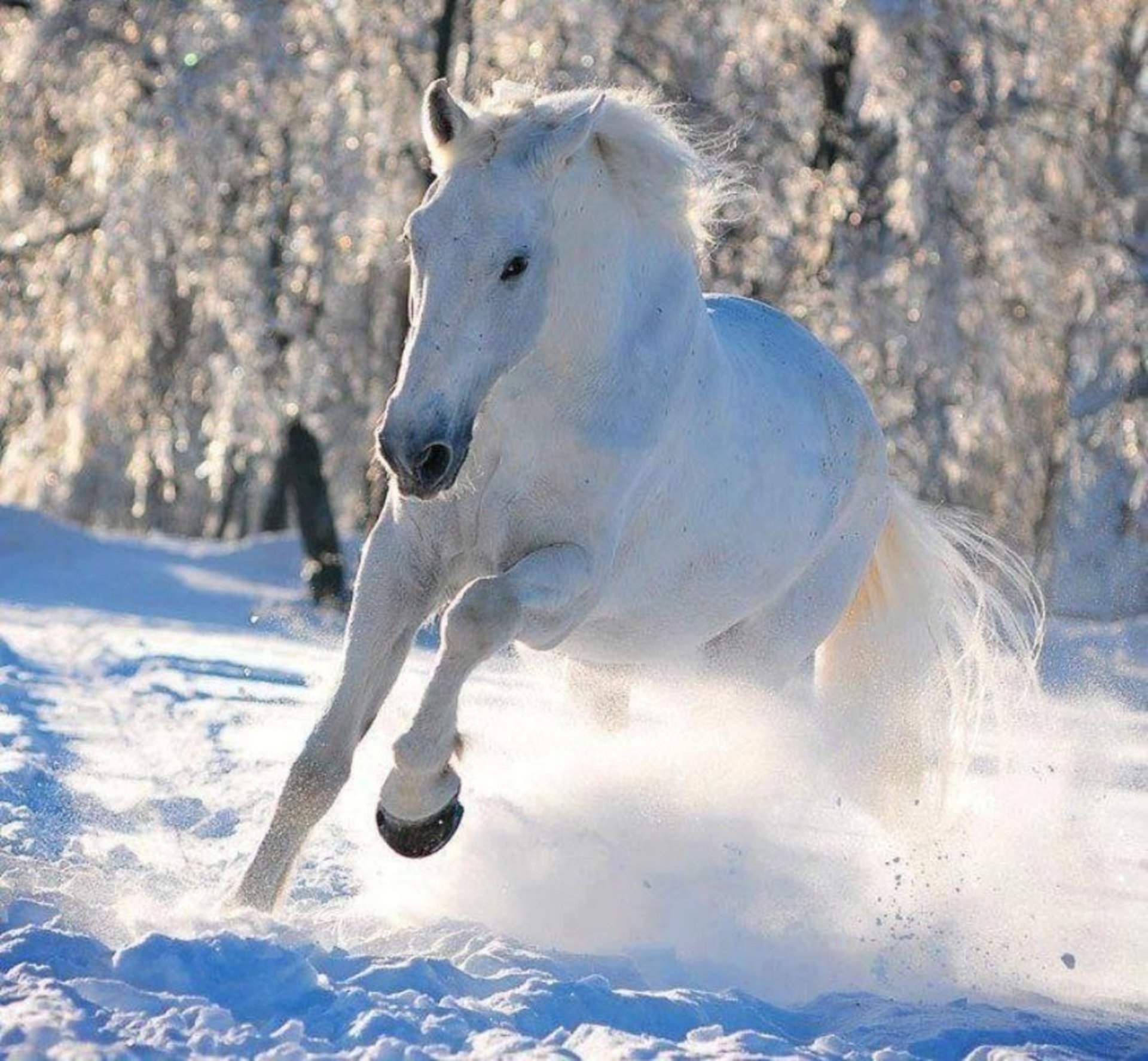 Белый конь фото. Белый конь. Лошади зимой. Снежная лошадь. Лошади в снегу.