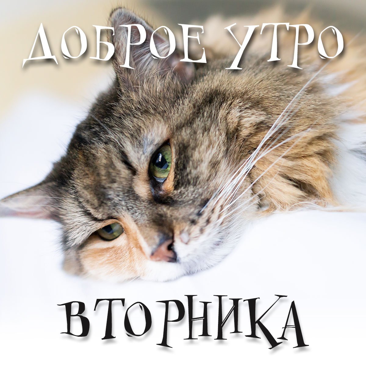 Доброго вторника кот