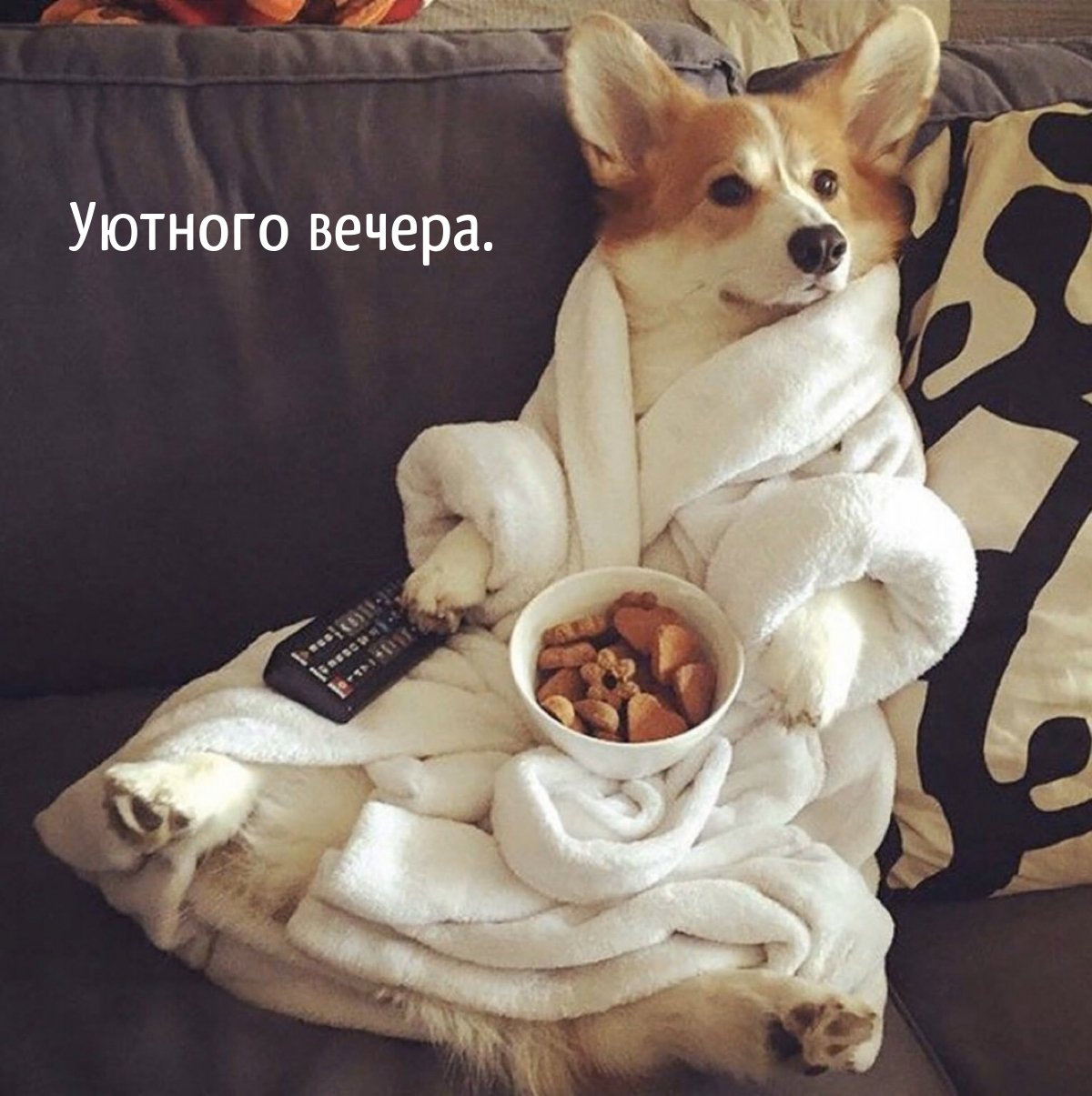 С добрым утром корги