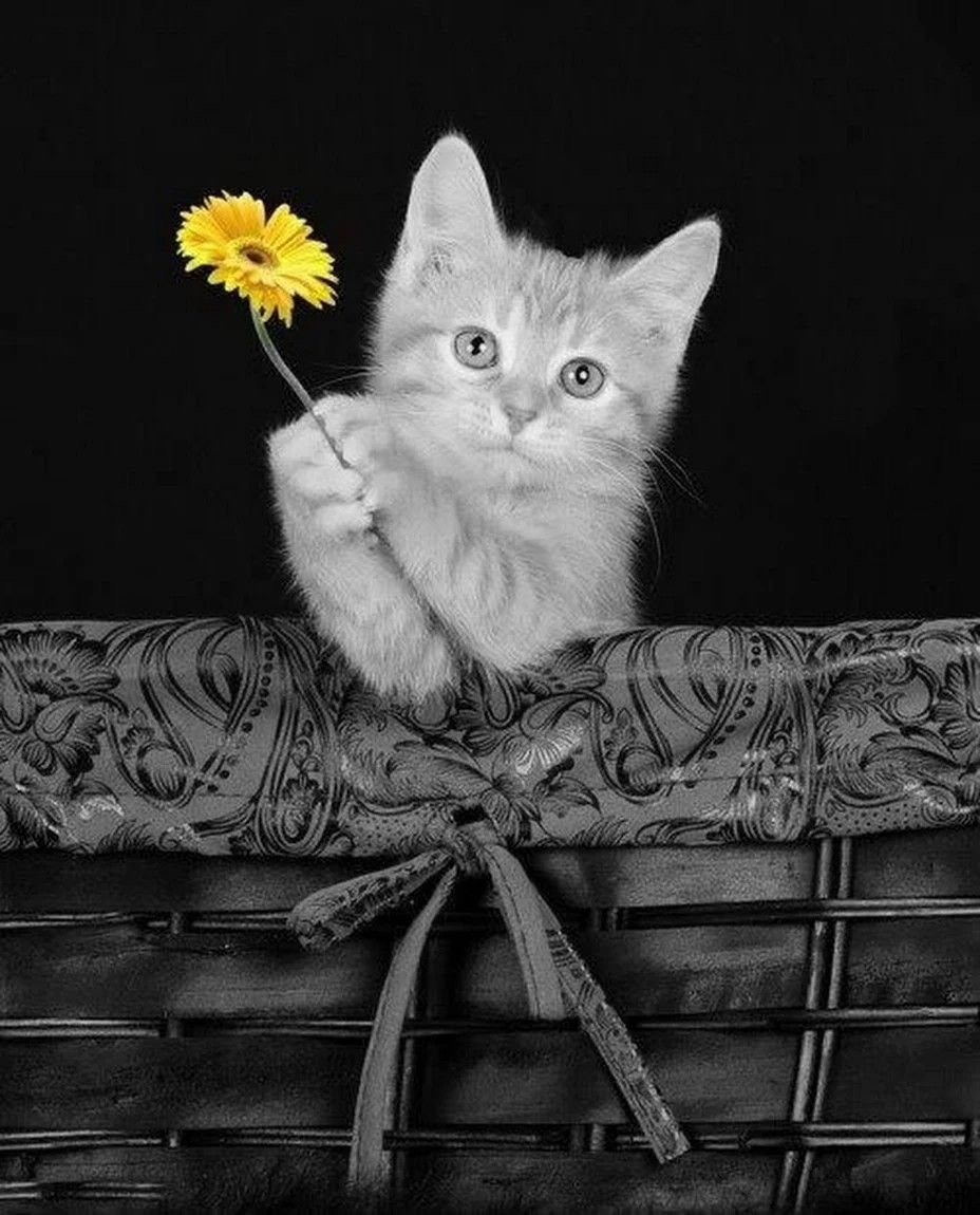 Добрый вечер с животными