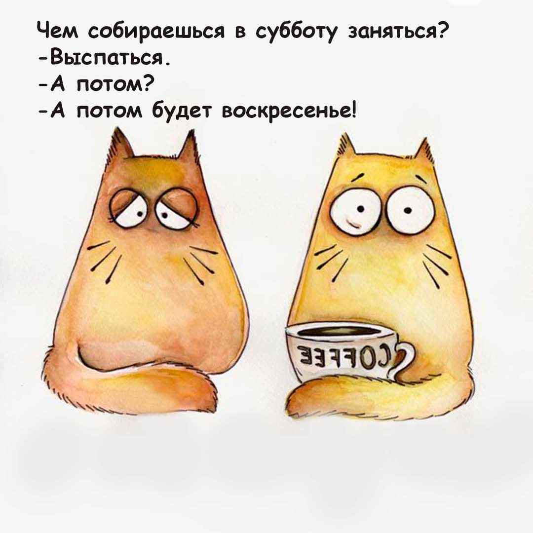 Maria van Bruggen смешные коты