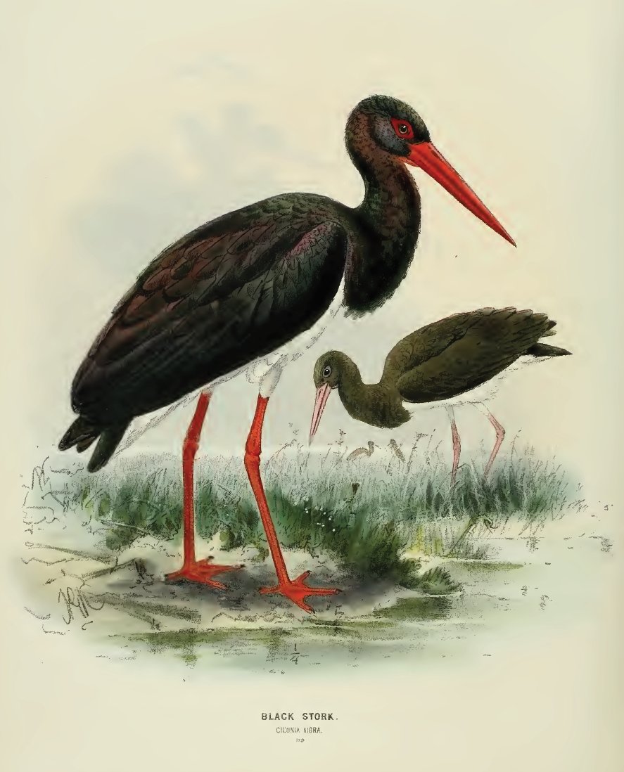 Черный Аист и белый Аист