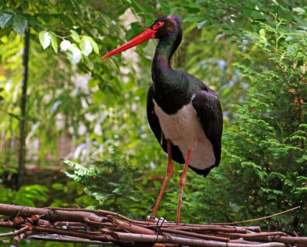 Аист черноголовый