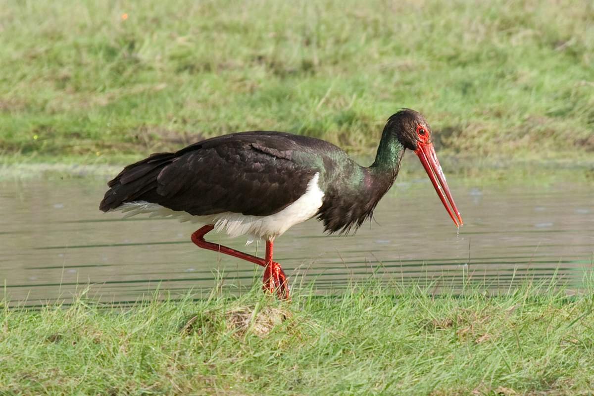 Черный Аист на белом фоне