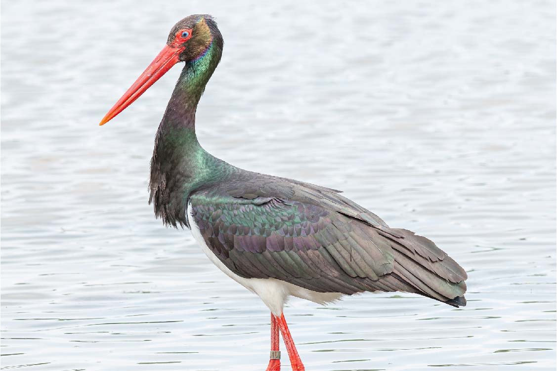 Краснокнижный черный Аист