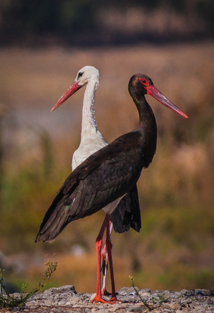 Рисуем черного аиста