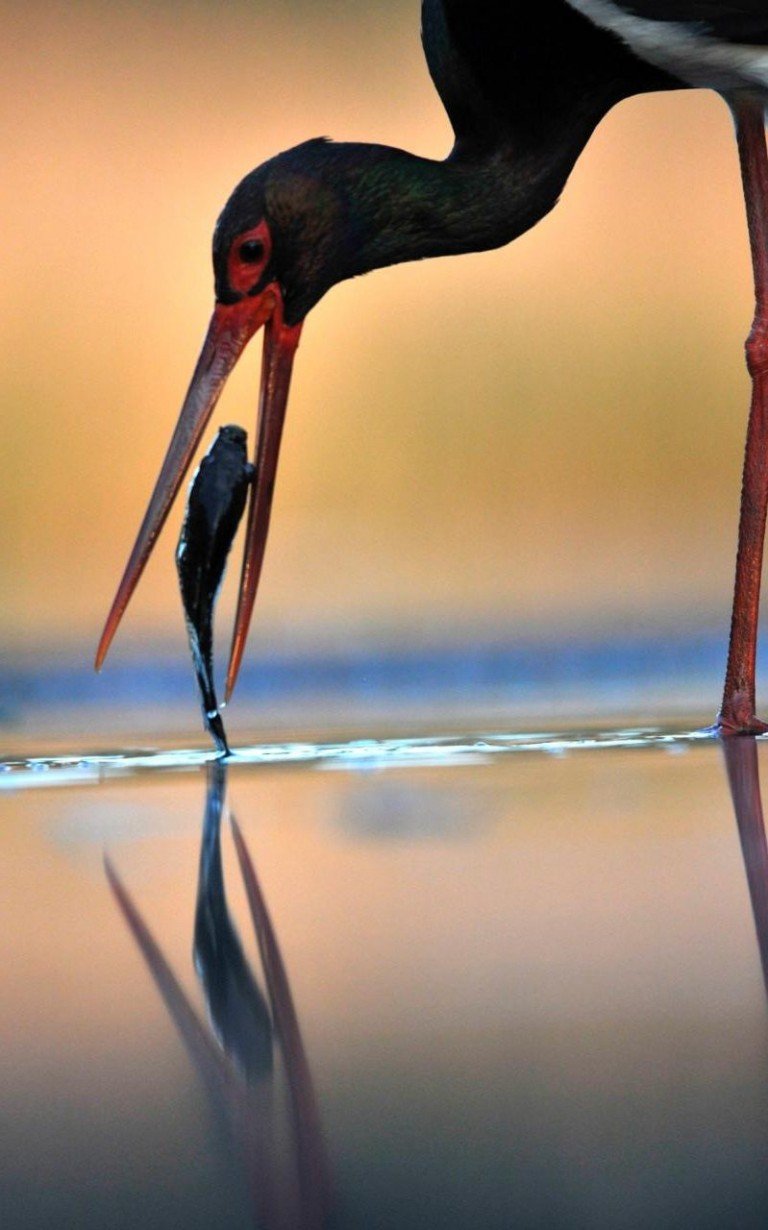 Черный Аист черный Аист