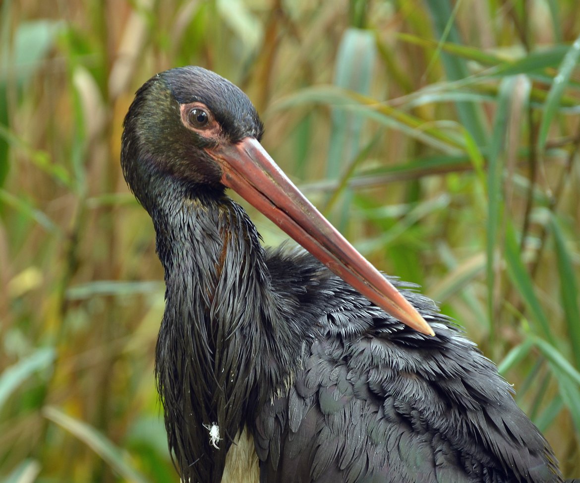 Уссурийский заповедник черный Аист