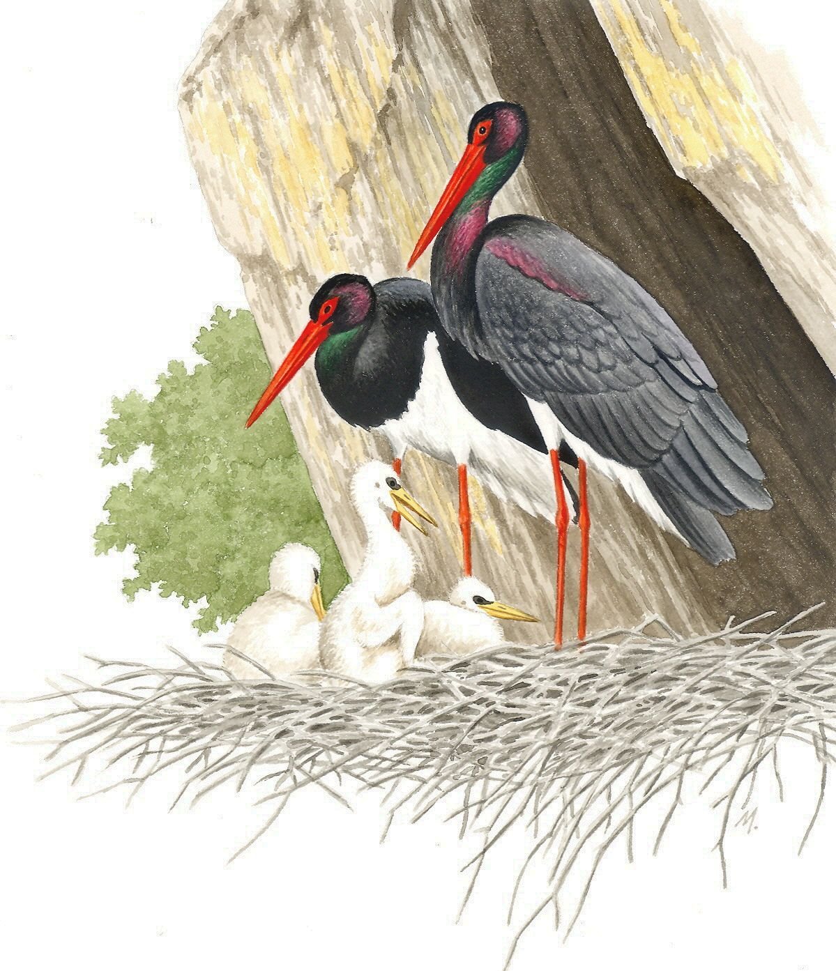 Байкальский черный Аист