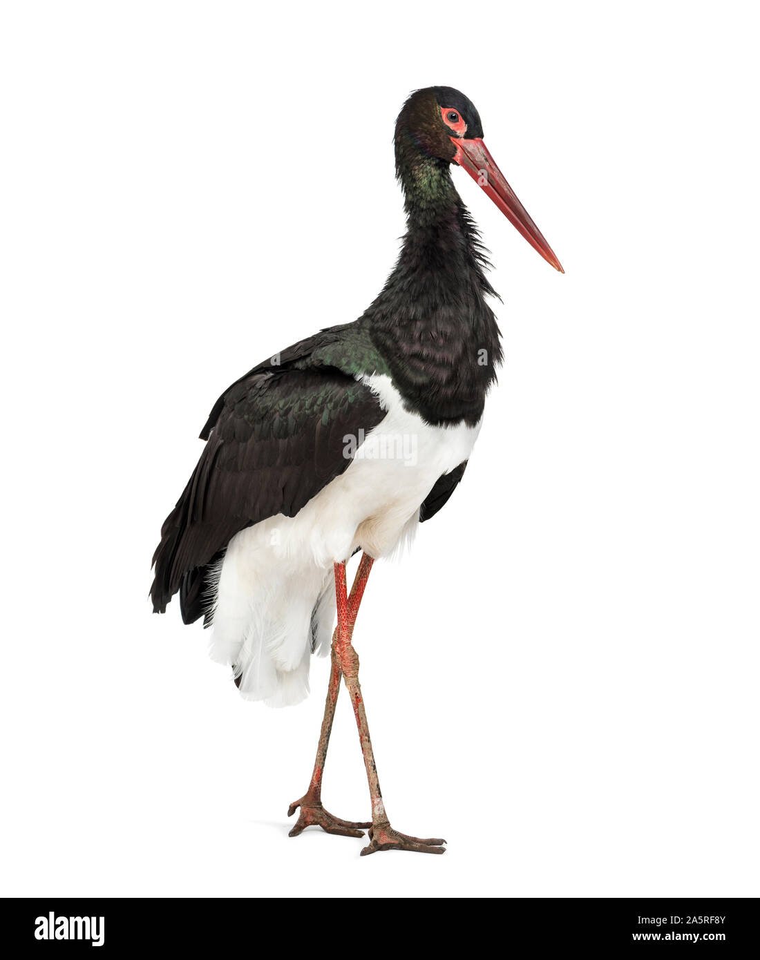 Черный Аист