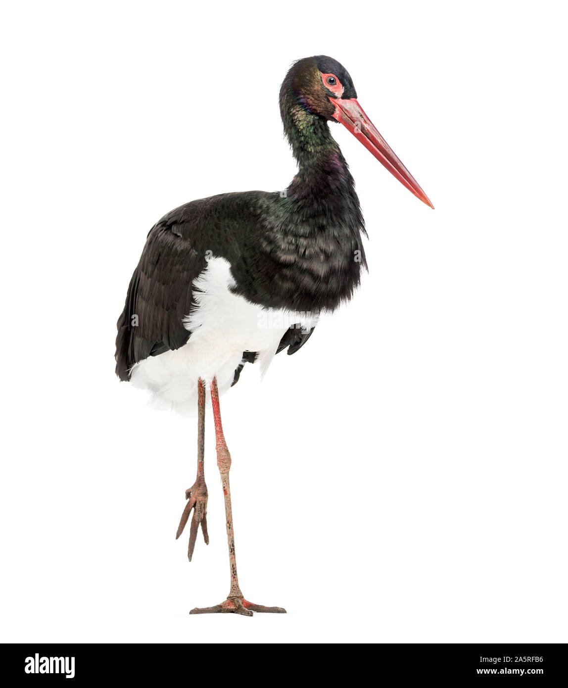 Черный Аист (Ciconia nigra)