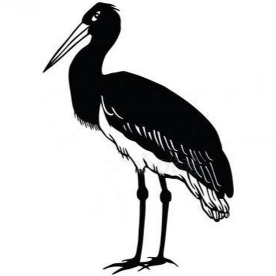 Окский заповедник черный Аист