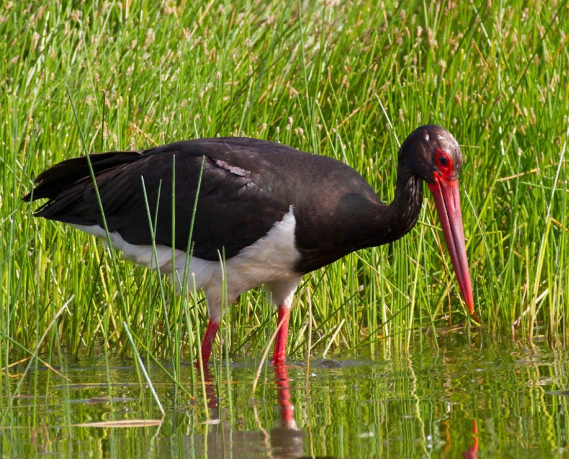 Черный Аист