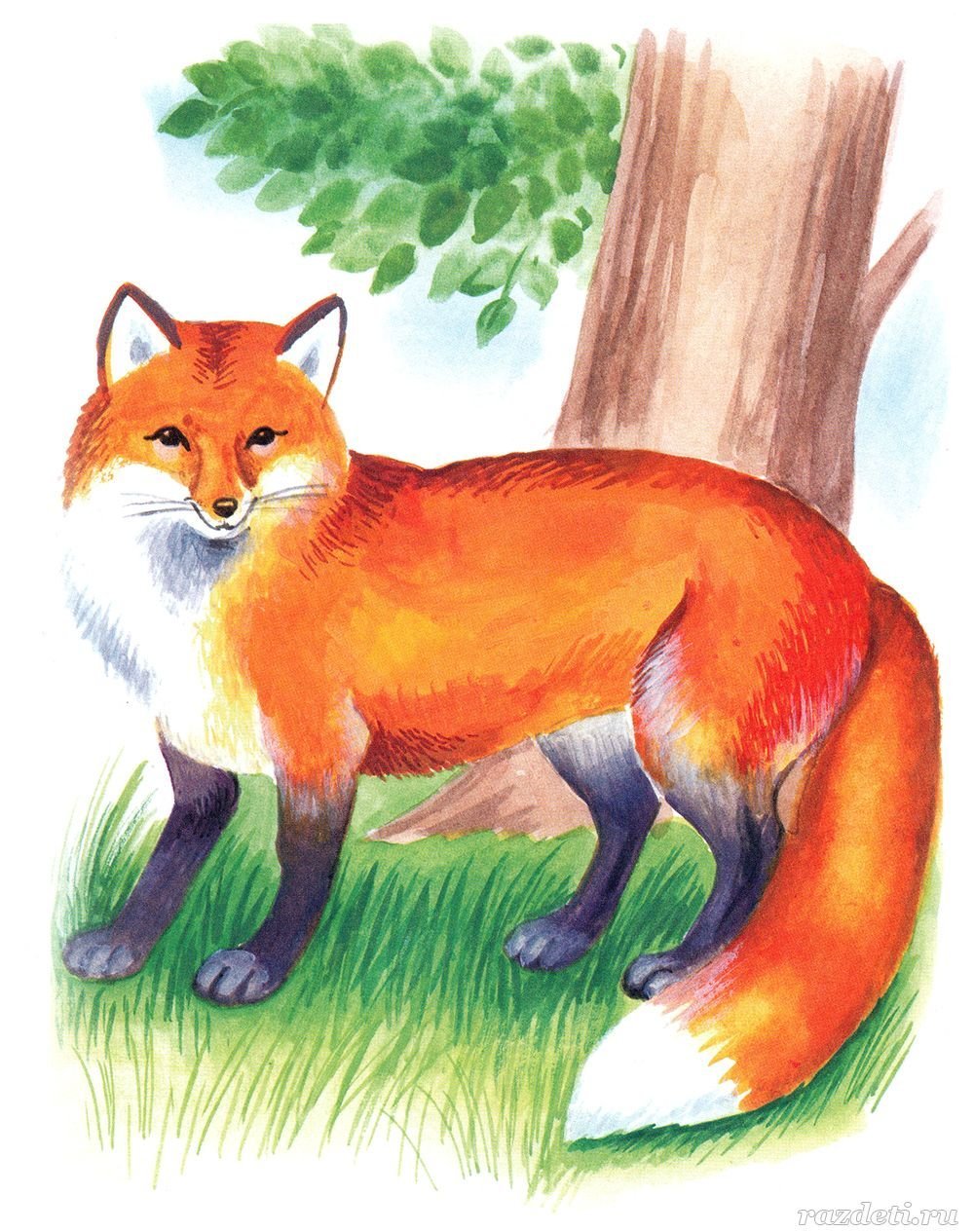 Лиса картинка для детей