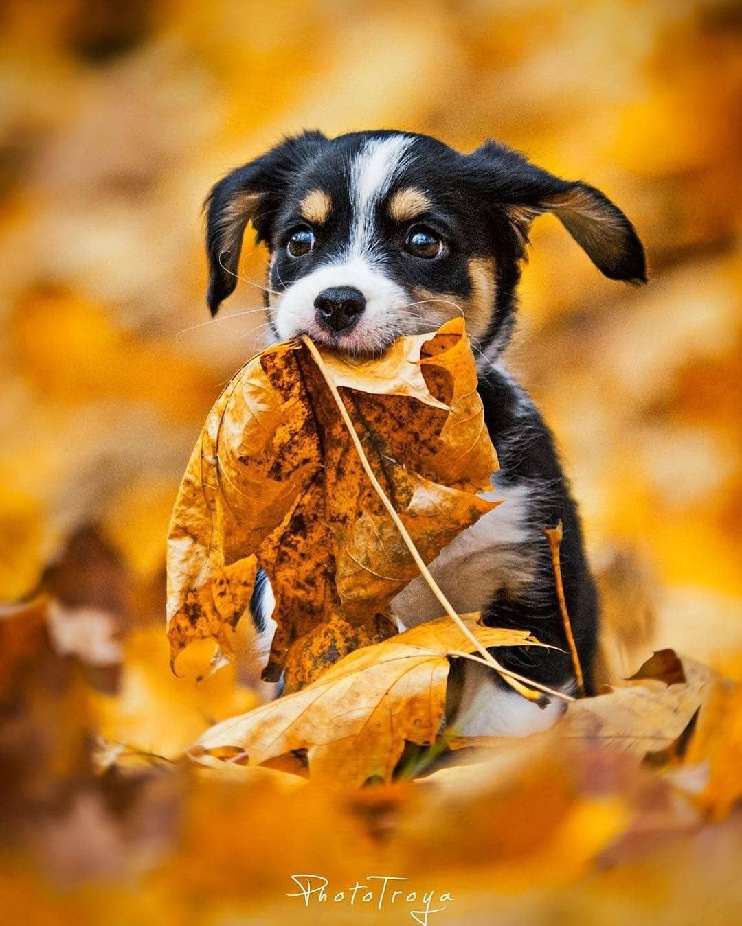 С добрым утром с животными прикольные