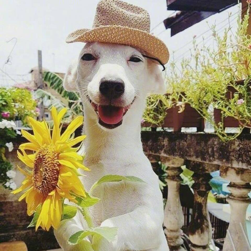 Добрая птица