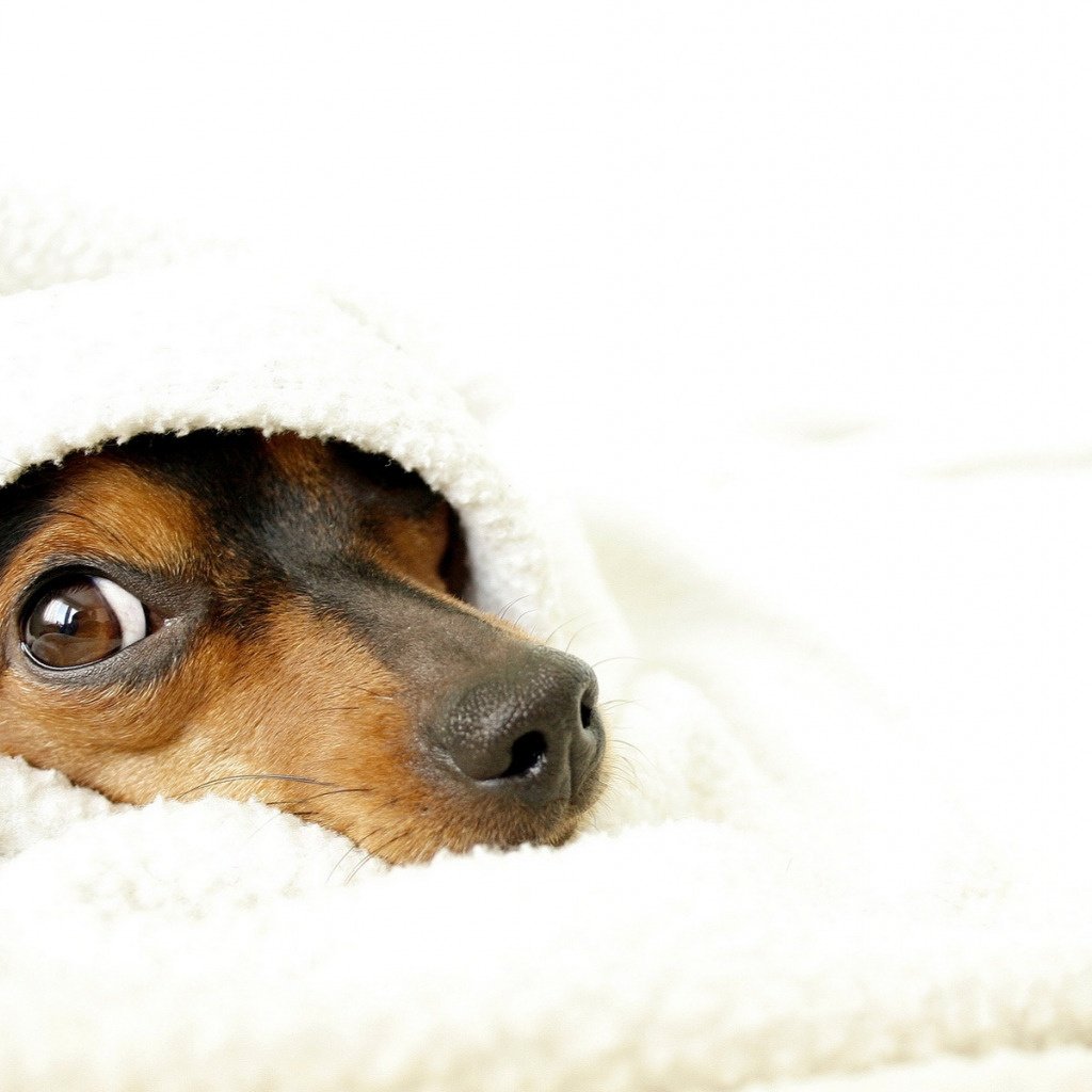 Ёжик в ромашках