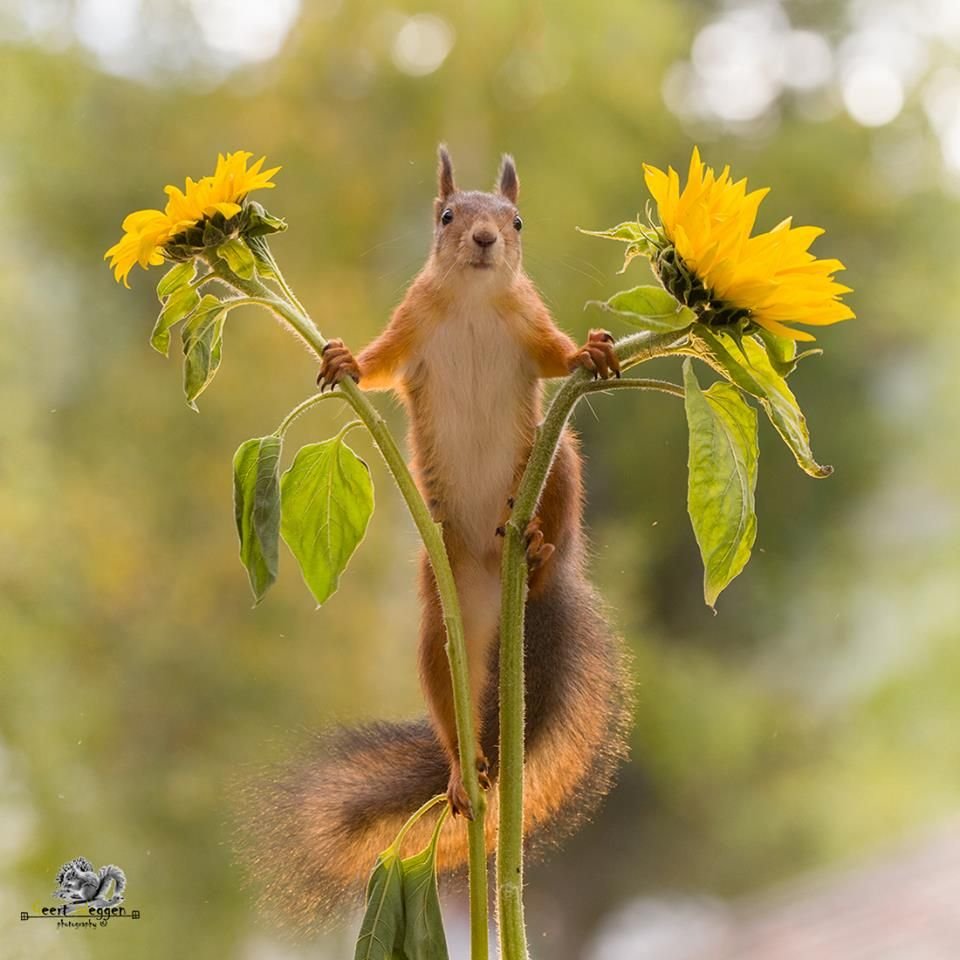 Елена Еремина ежики 2018