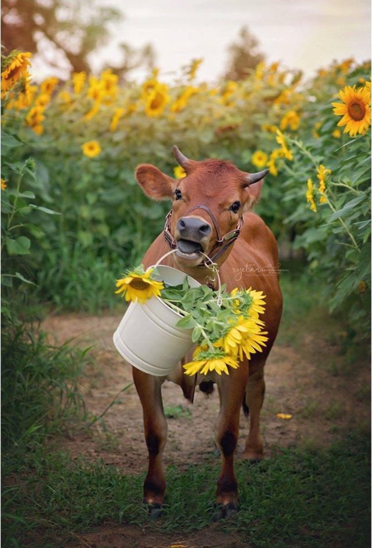 Животные весной