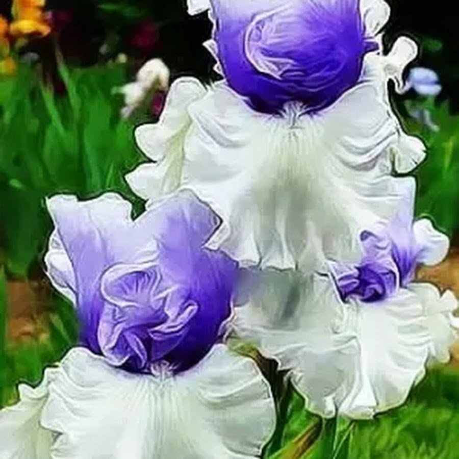 Утро в сиреневых тонах