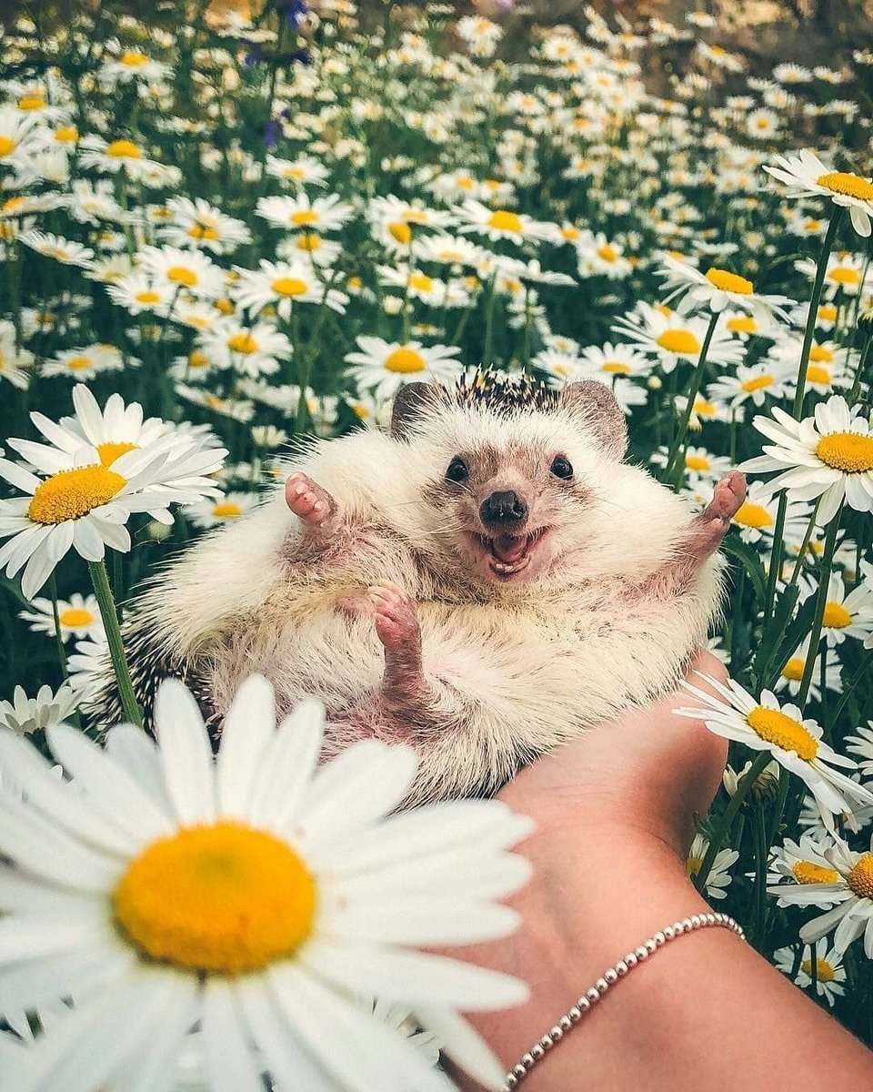 Доброе утро милые зверушки