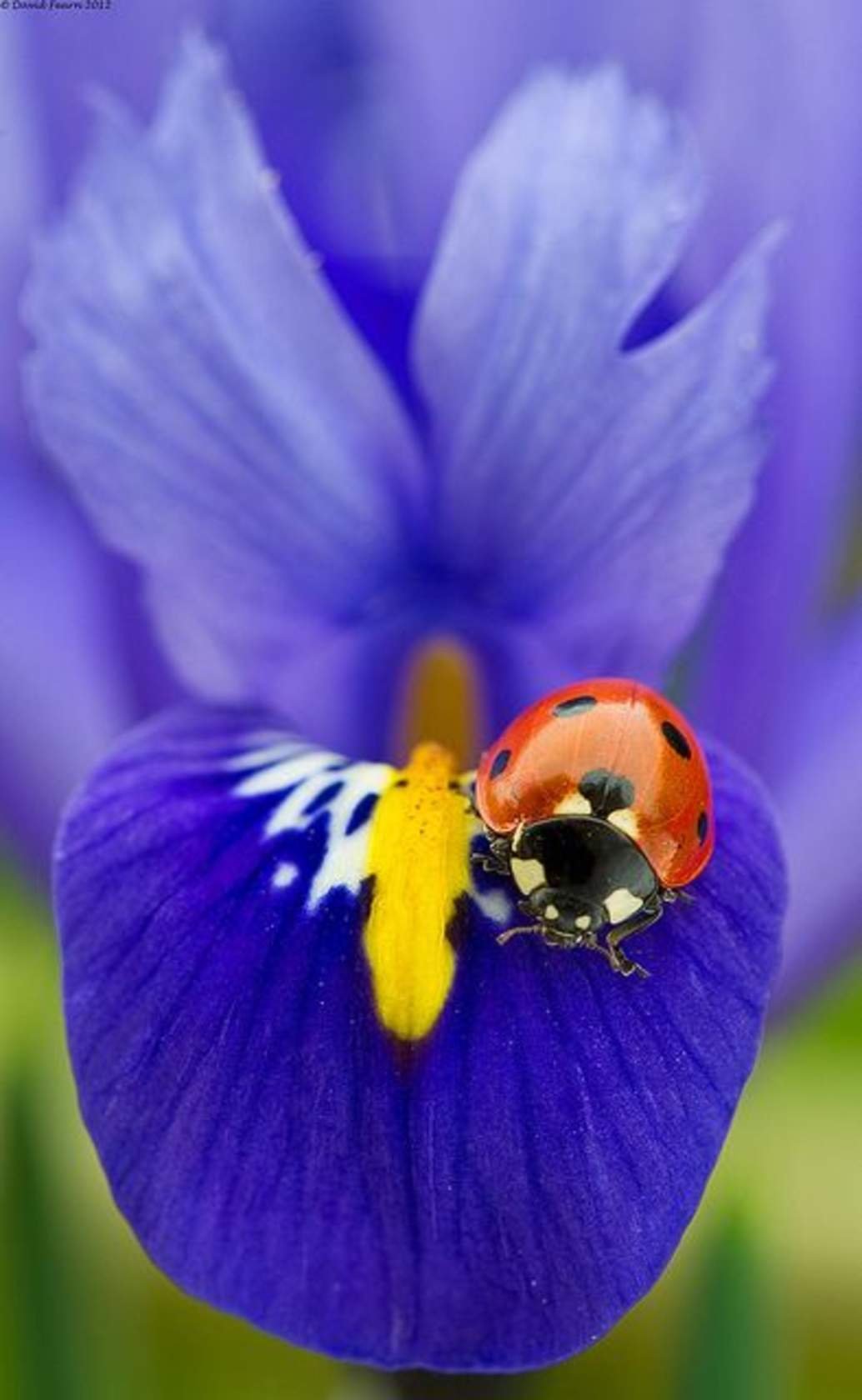 Мария Мишкарева акварель