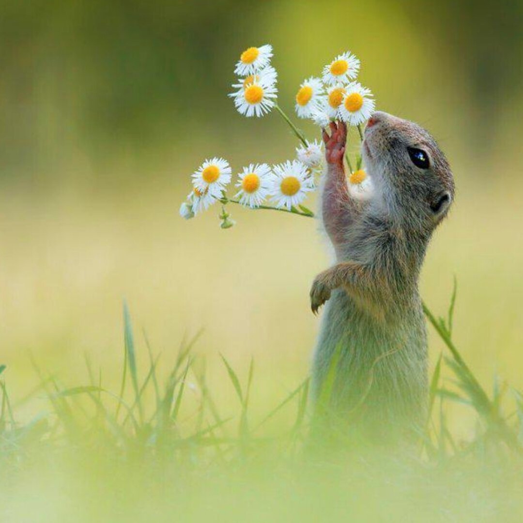 Доброе утро котенок