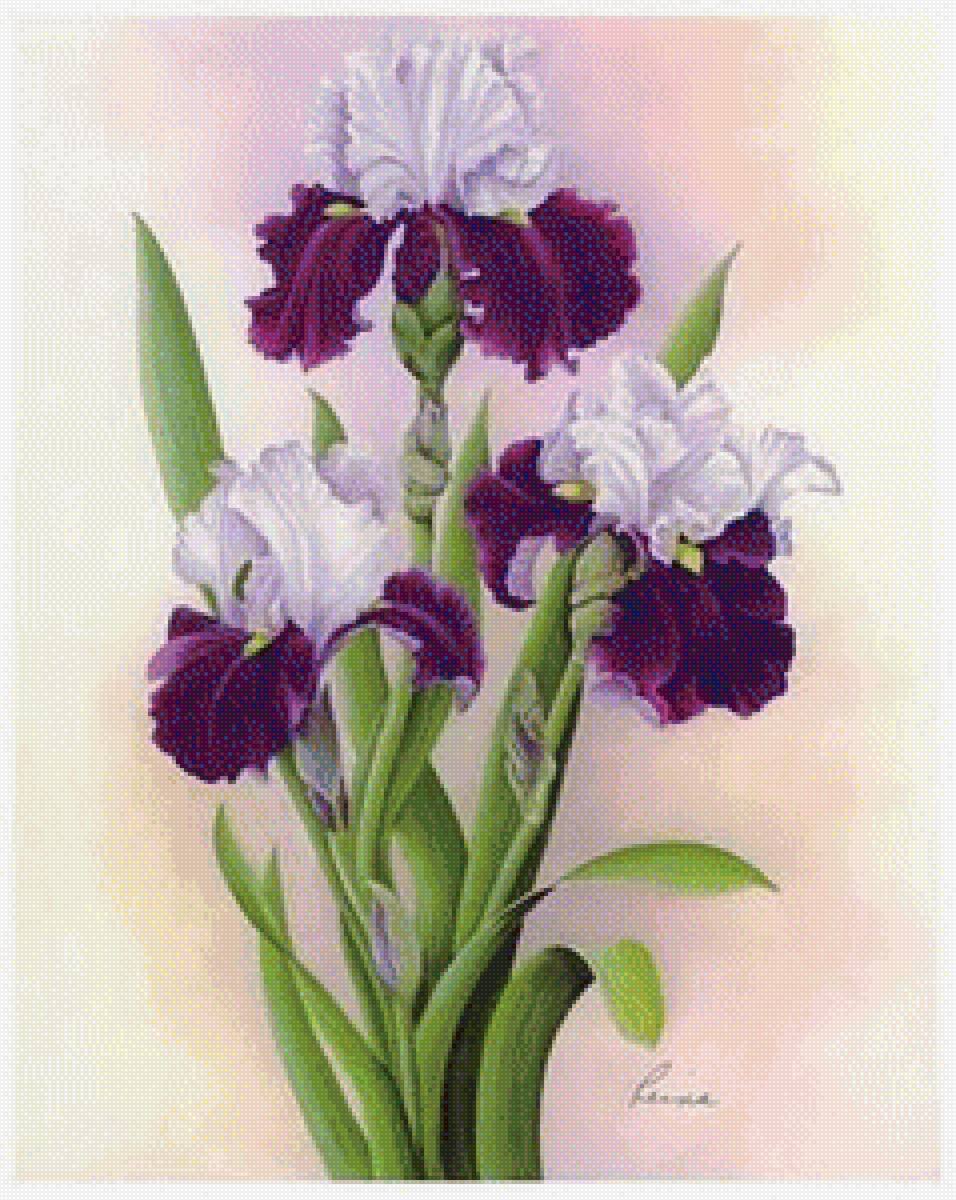 Девушка с ирисами