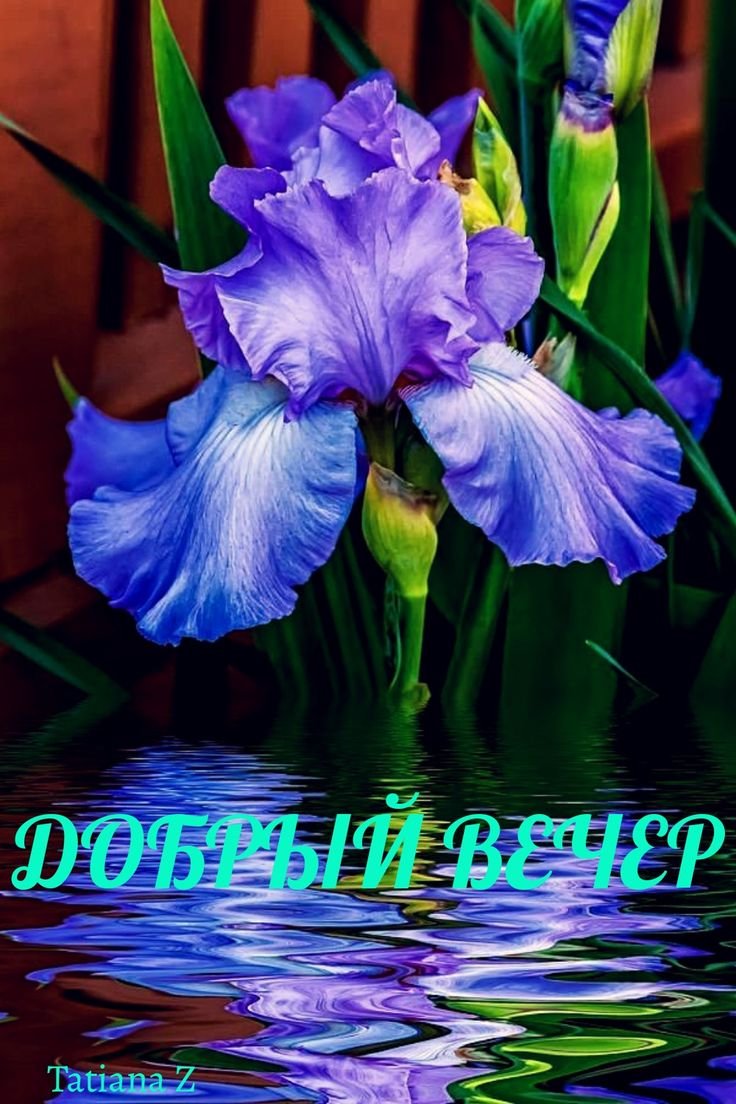 Марина Филатова Фотонатюрморты ирисы