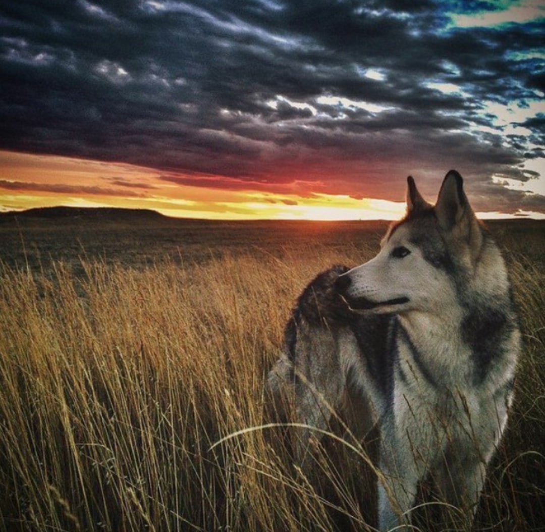 Волчица и женщина