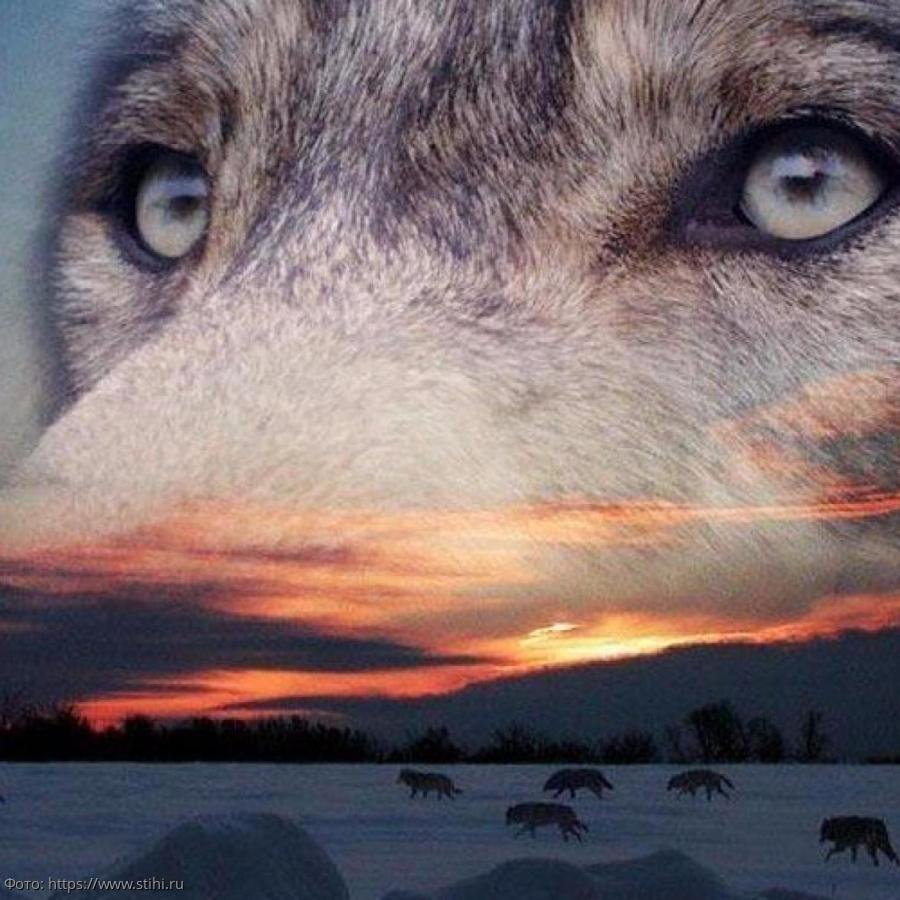 Волчица и женщина