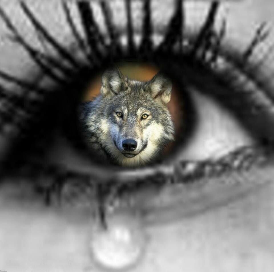 Красивые девушки волчицы