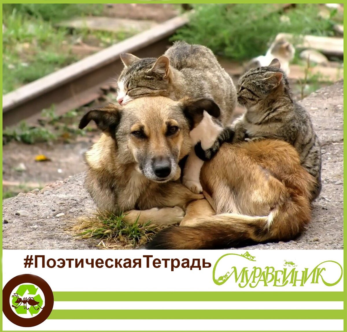 Всемирный день бродячих животных 4 апреля