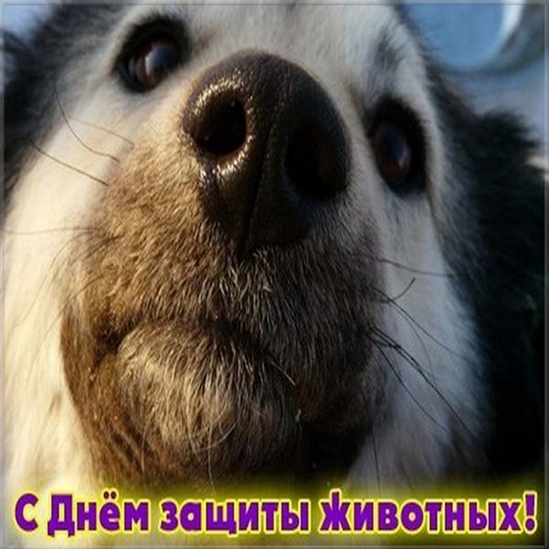 Бездомные животные день