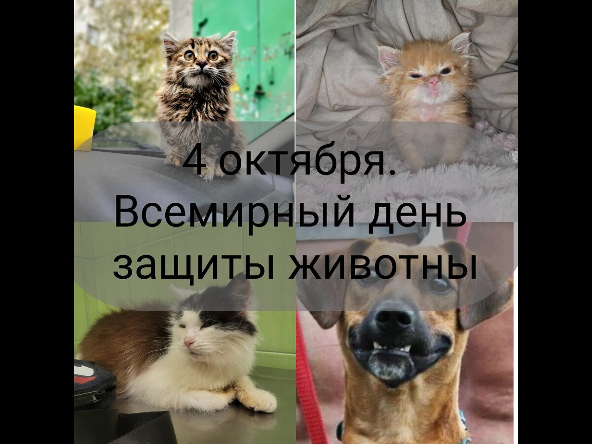Всемирный день защиты животных