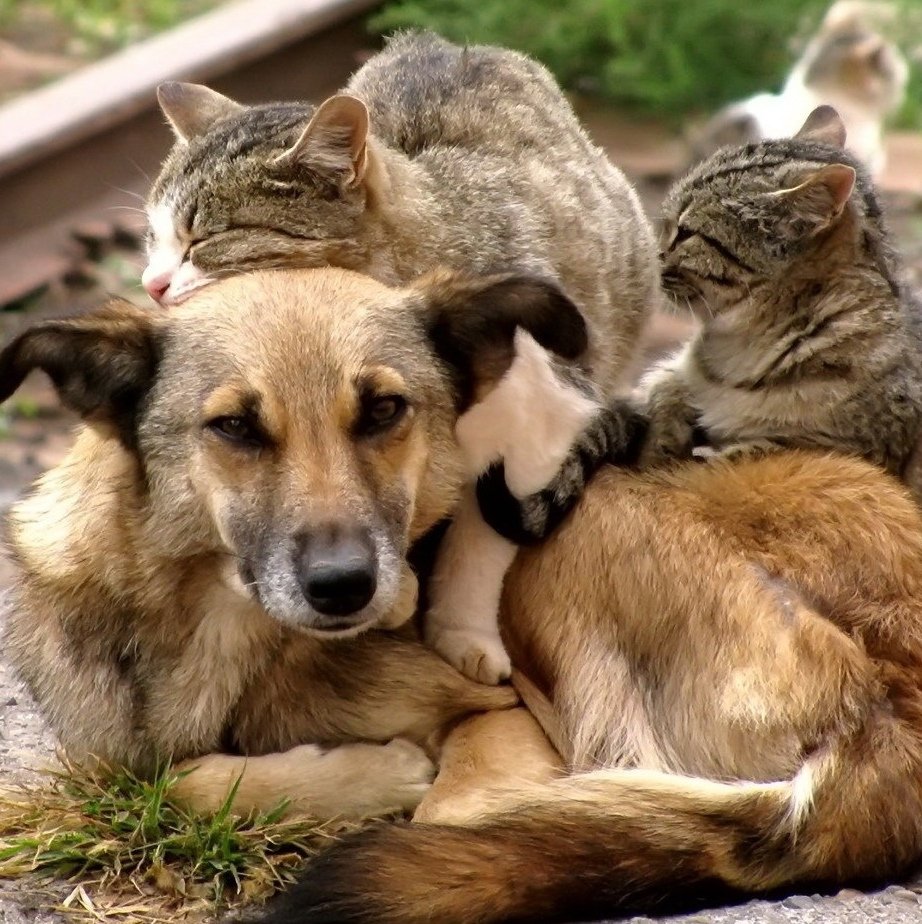 Фотоконкурс Мои любимые питомцы