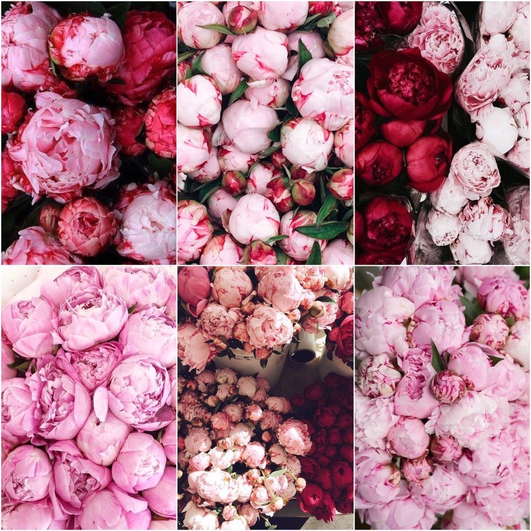 Пионы фотоколлаж