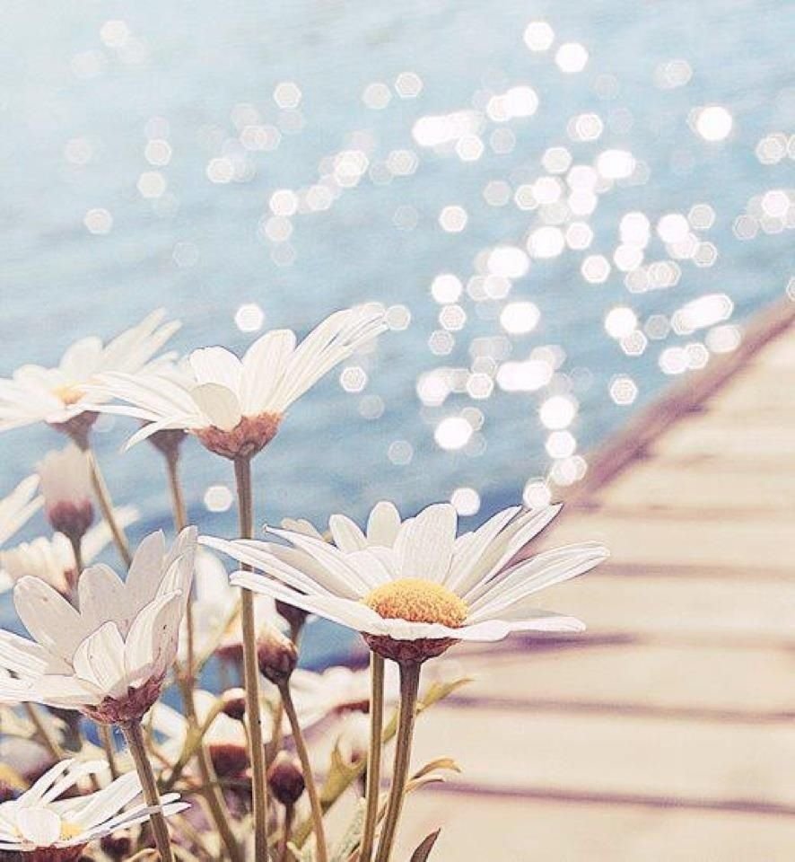 Море ромашек