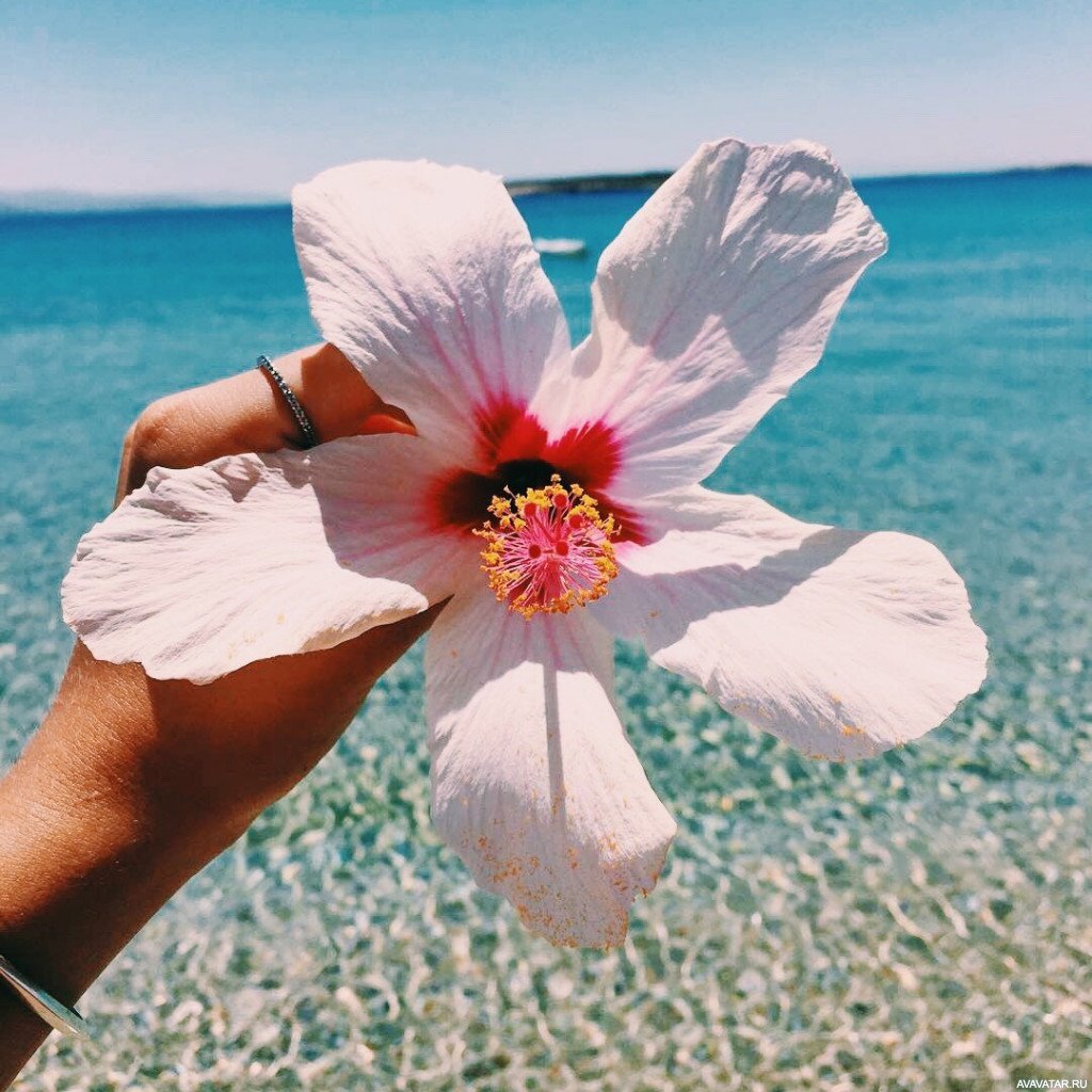 Мальдивы цветок Франжипани