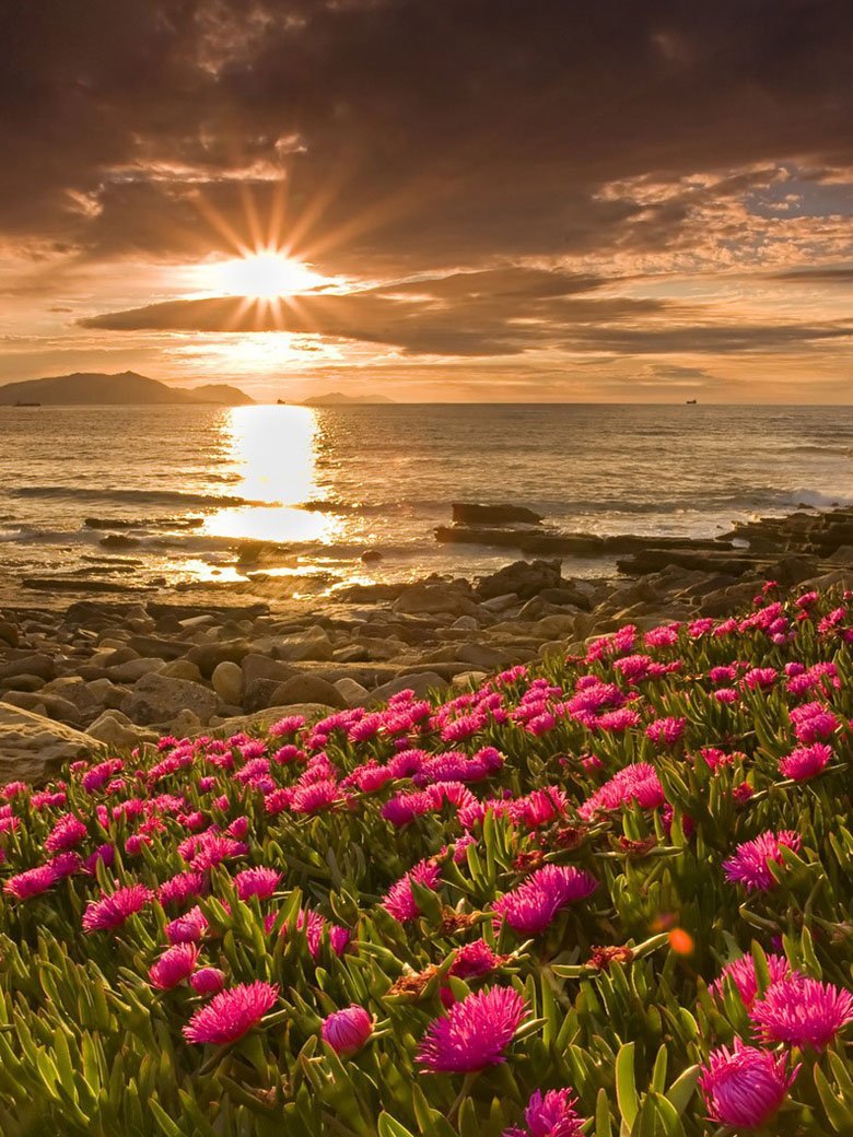 Цветы и море