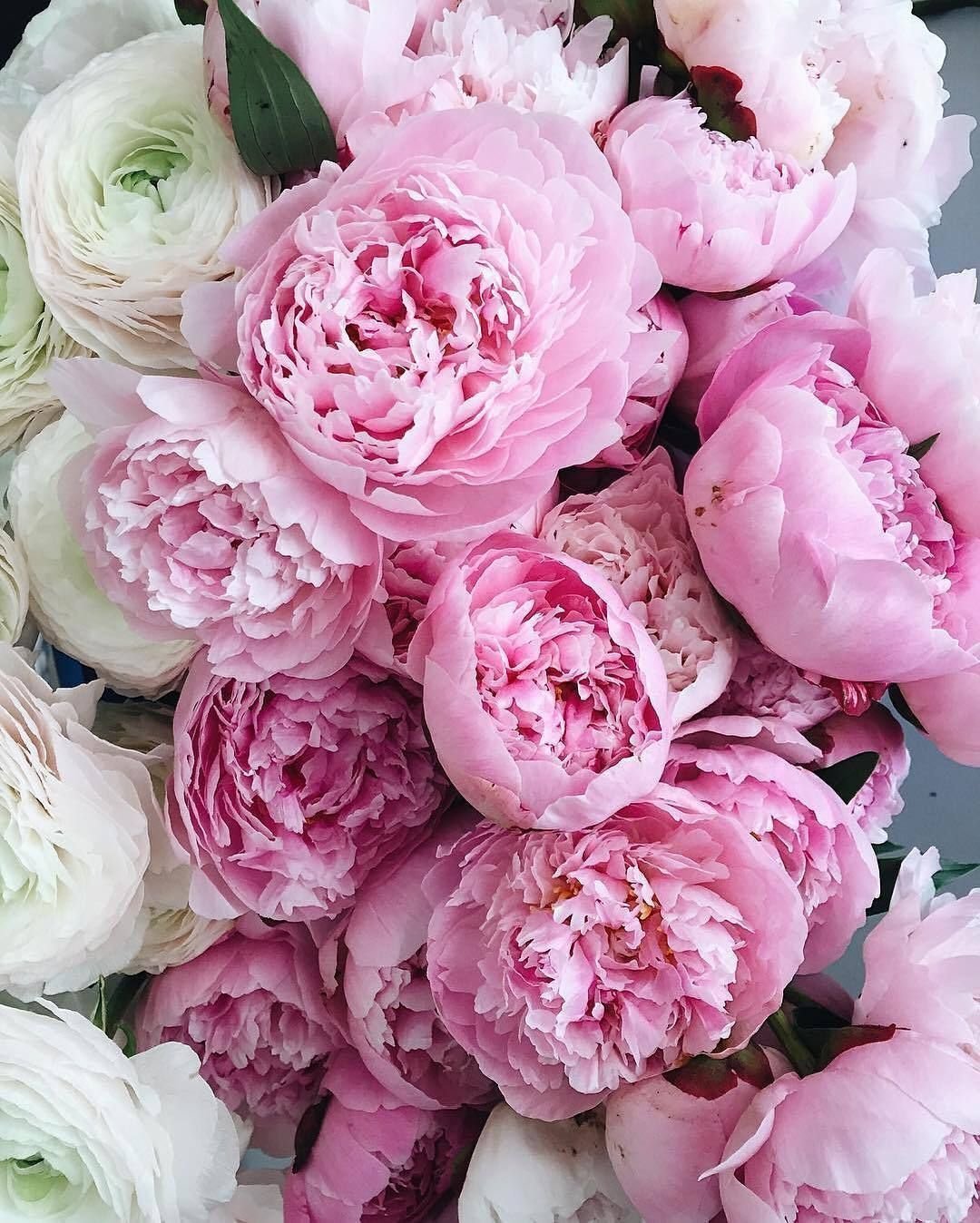 Пионы ПРОСТОЦВЕТЫ