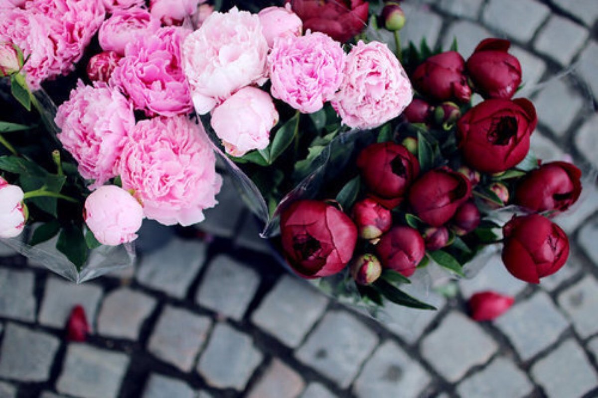 Пионы красные и розовые