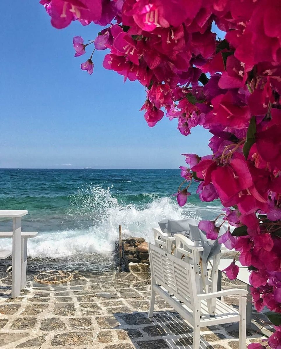 Бугенвиллия Турция