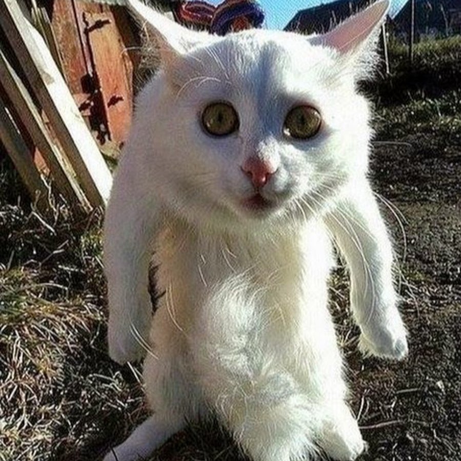 Смешные коты гопники