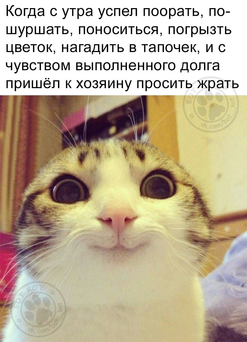 Смайл Кэт фото