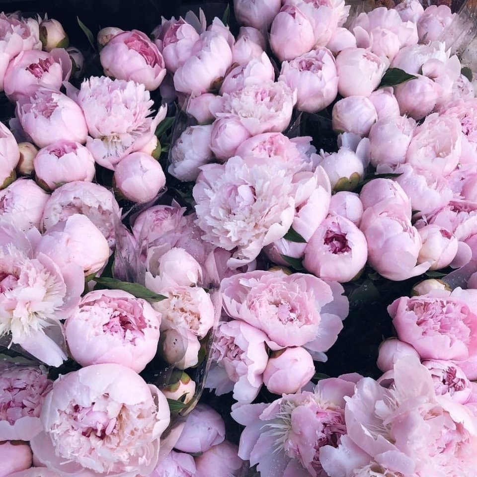 Пионы колор