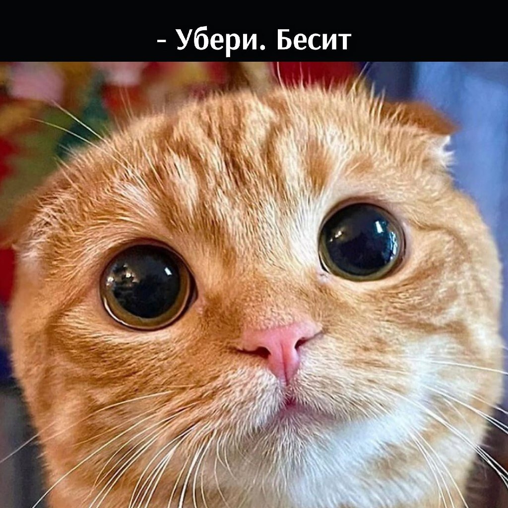 Покажи картинку