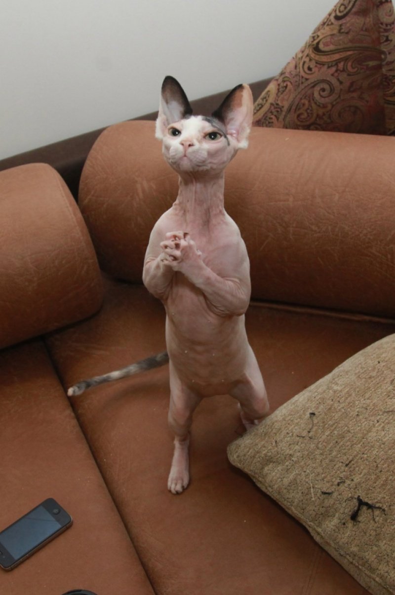 Лысая кошка в шубе