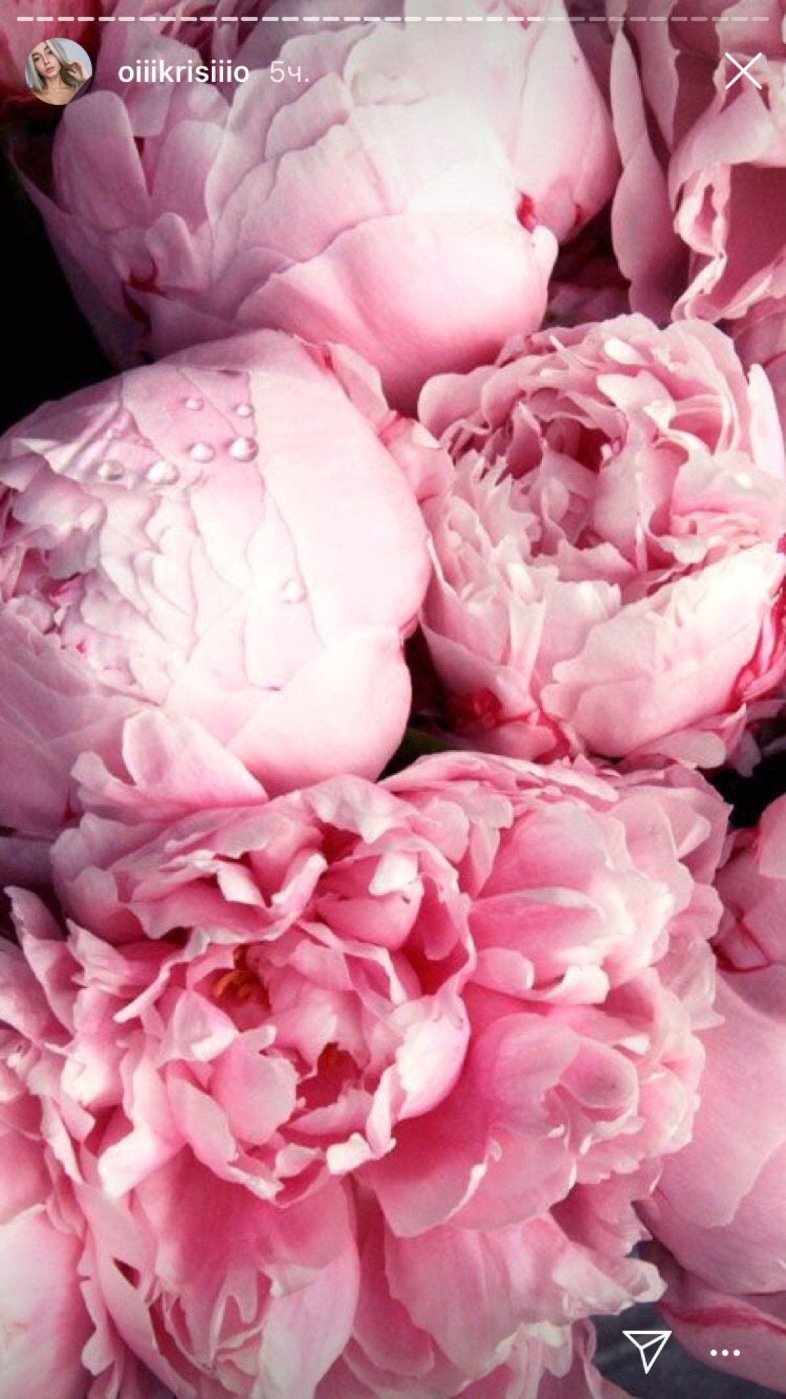 Пионы вертикальные